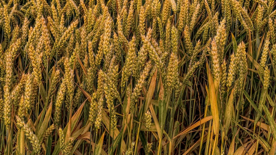 Zalety i właściwości uprawy zbóż ozimych: Przypadki praktyczne